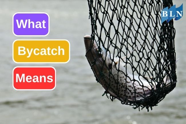 2 Ways To Prevent Bycatch For Sustainability
